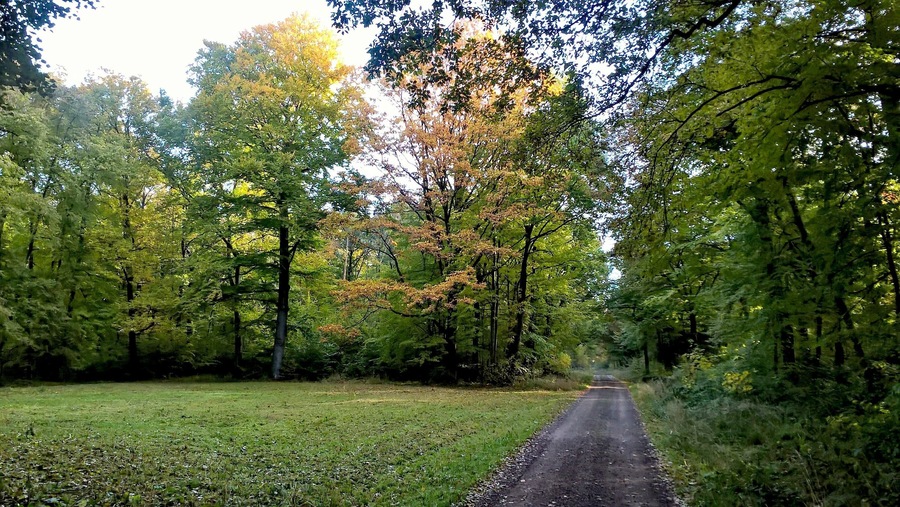 A rural road flanked by dense trees with autumn foliage.