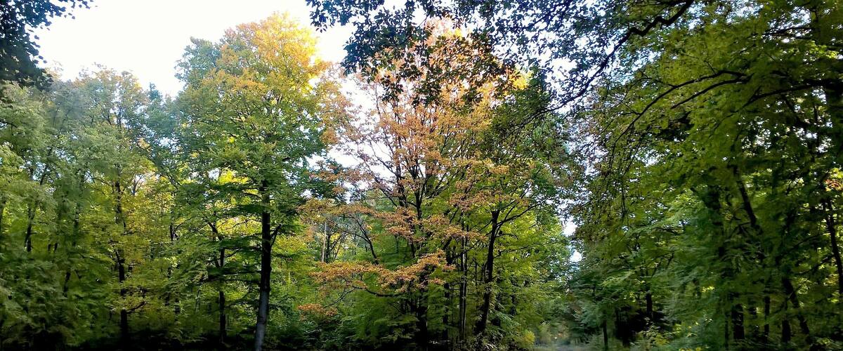 A rural road flanked by dense trees with autumn foliage.