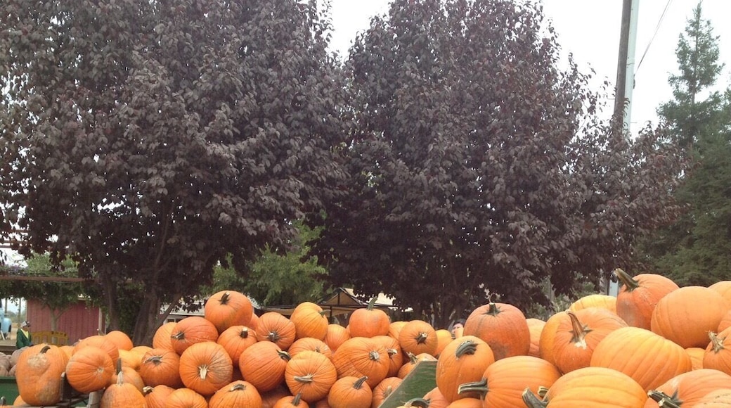 Bishop's Pumpkin Farm, a great place to visit just before Halloween. Lots of fun things to do and eat, plus a hay ride to pick pumpkins🎃