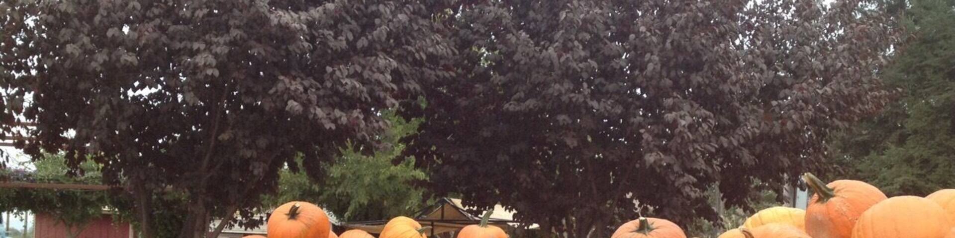 Bishop's Pumpkin Farm, a great place to visit just before Halloween. Lots of fun things to do and eat, plus a hay ride to pick pumpkins🎃