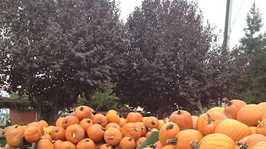 Bishop's Pumpkin Farm, a great place to visit just before Halloween. Lots of fun things to do and eat, plus a hay ride to pick pumpkins🎃