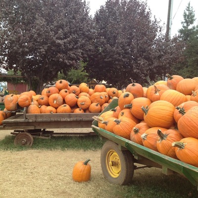 Bishop's Pumpkin Farm, a great place to visit just before Halloween. Lots of fun things to do and eat, plus a hay ride to pick pumpkins🎃