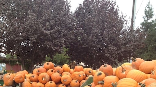 Bishop's Pumpkin Farm, a great place to visit just before Halloween. Lots of fun things to do and eat, plus a hay ride to pick pumpkins🎃