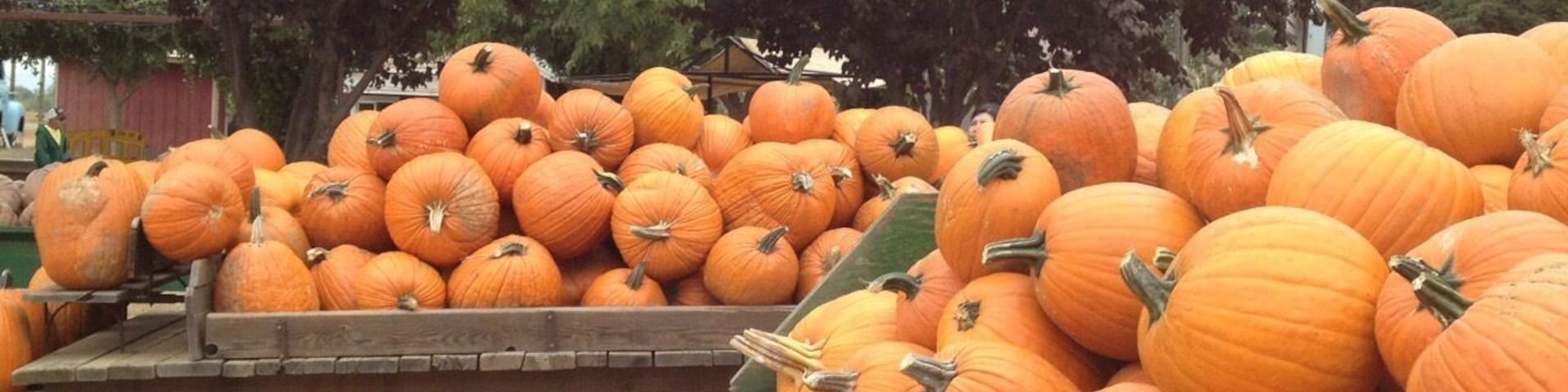 Bishop's Pumpkin Farm, a great place to visit just before Halloween. Lots of fun things to do and eat, plus a hay ride to pick pumpkins🎃