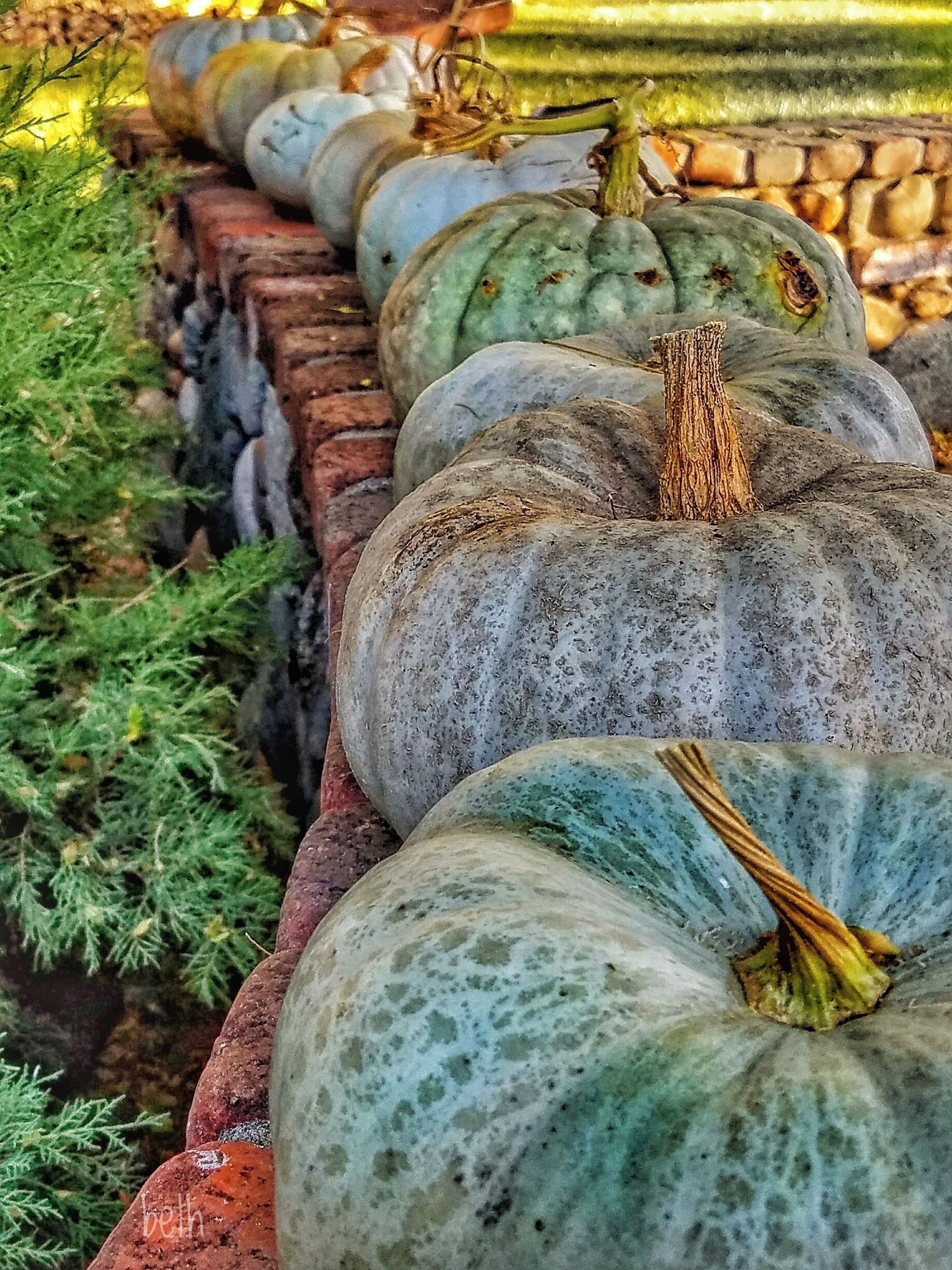 The well known orange pumpkins are still fattening up on the vine...
These guys were ready for their Fall photos.
Welcome Fall...