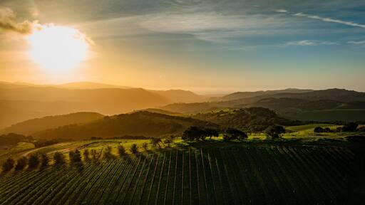 Carmel Valley vineyards glow in a bright winter sunset. An aerial rural scene of rolling hills and golden fields