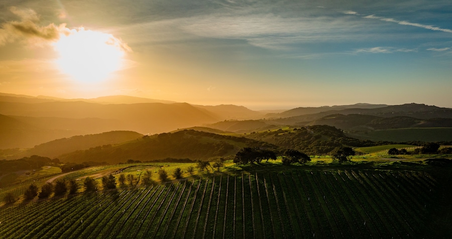 Carmel Valley vineyards glow in a bright winter sunset. An aerial rural scene of rolling hills and golden fields