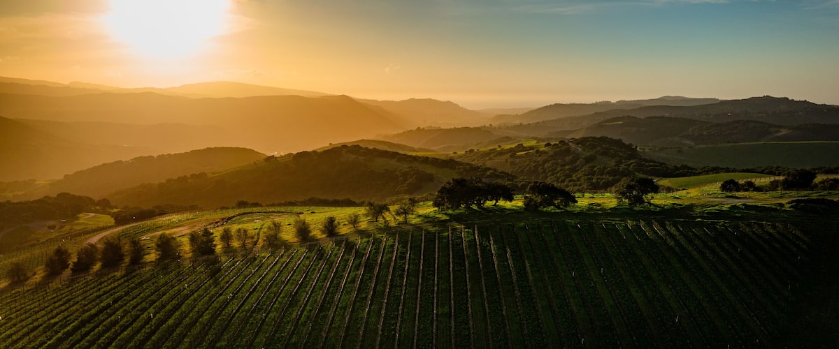 A vineyard with rows of grapevines under a setting sun.