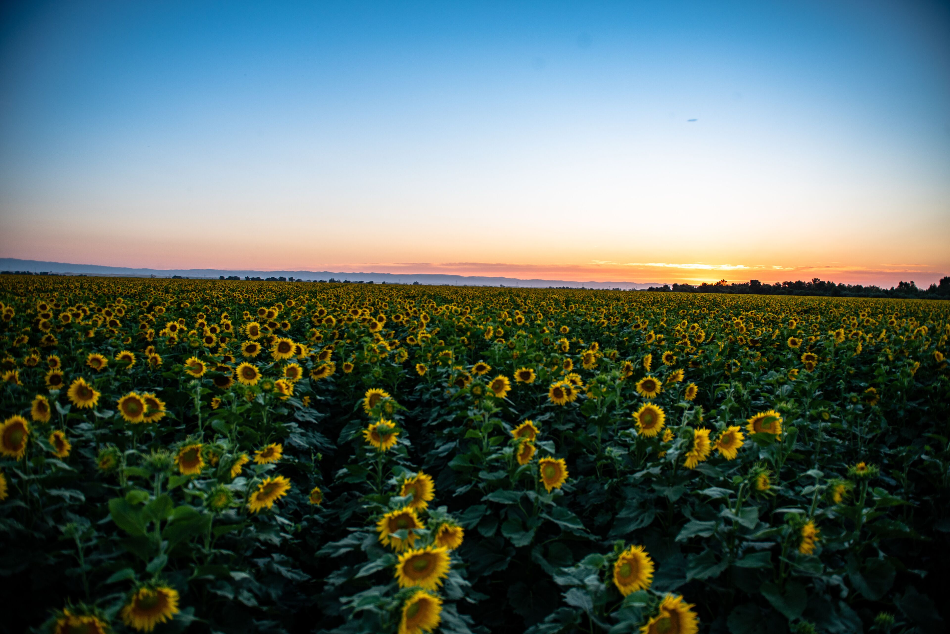 California Sunflowers, agriculture field at sunset 
