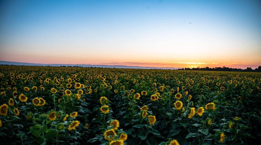 California Sunflowers, agriculture field at sunset