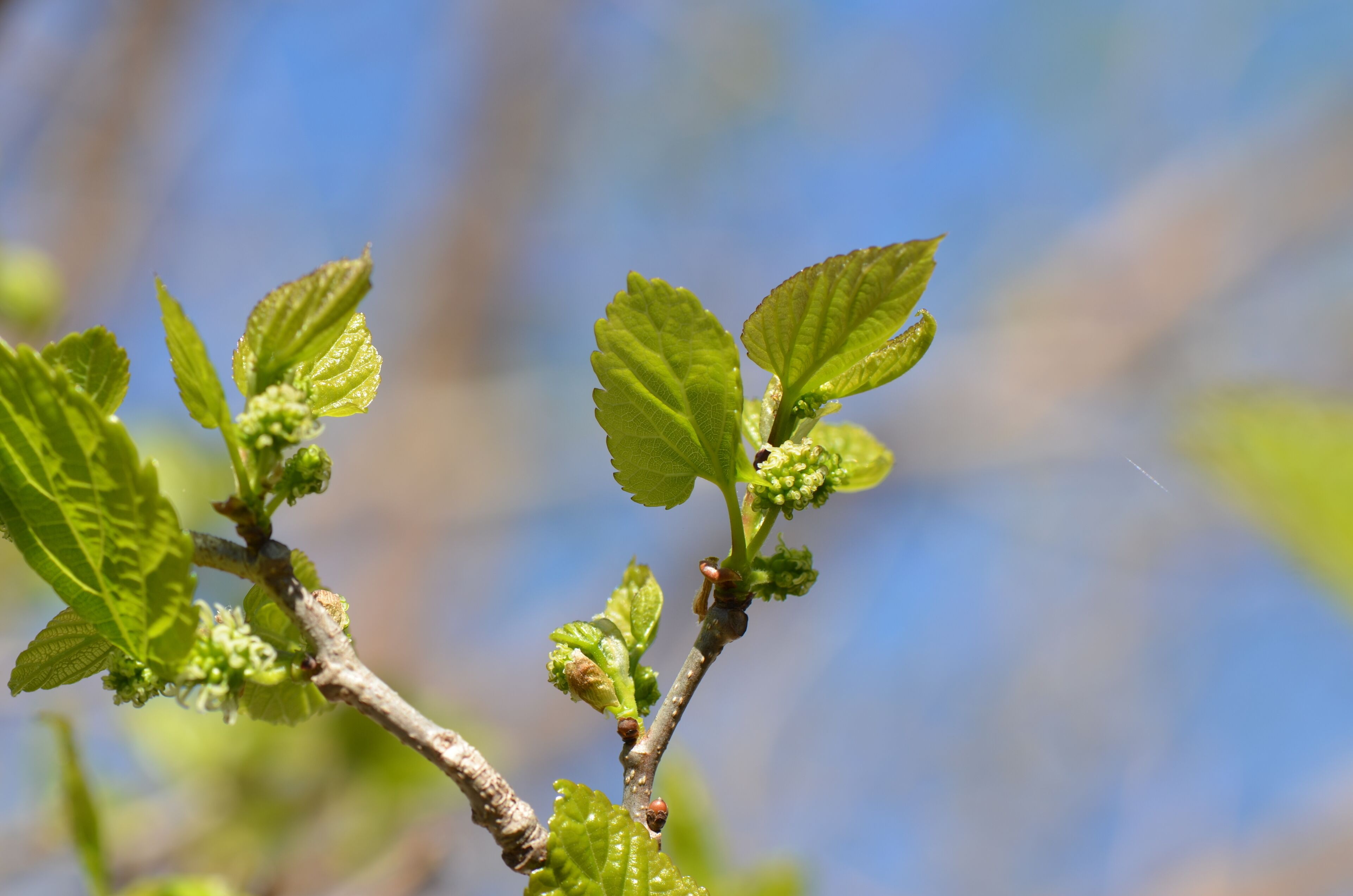 Mulberry tree in action! 