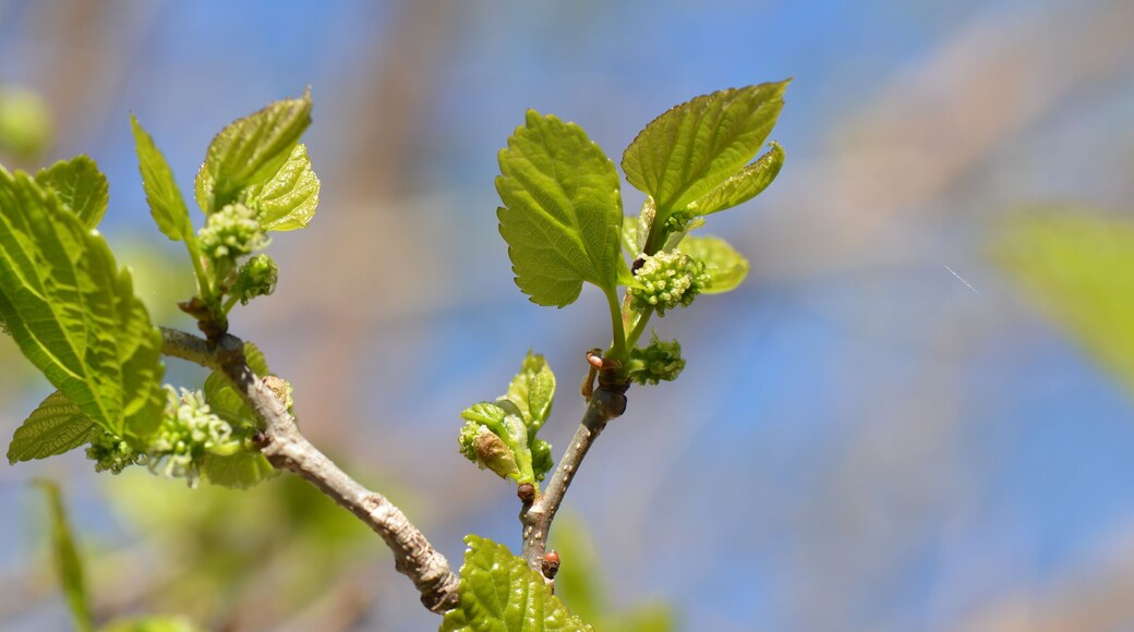 Mulberry tree in action!