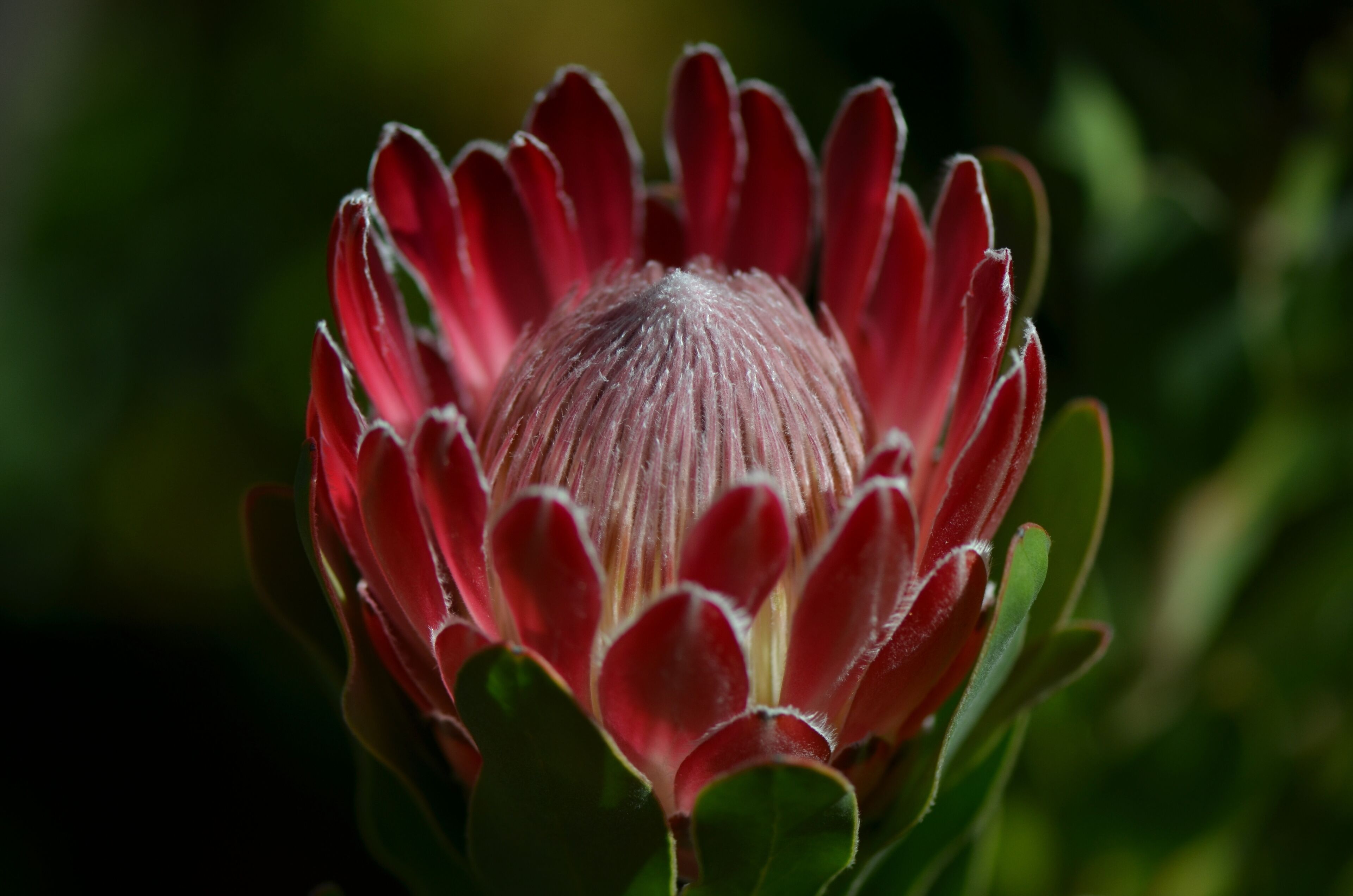 Waratah