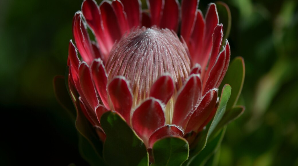 Waratah
