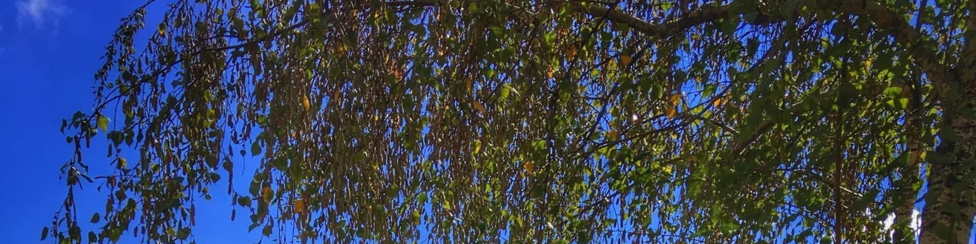 Great place to stop and have lunch. The food was surprisingly amazing. The atmosphere takes you back to a simpler time and the Apple picking makes a fun excursion for everyone! Check out their historic demonstrations on the weekends!