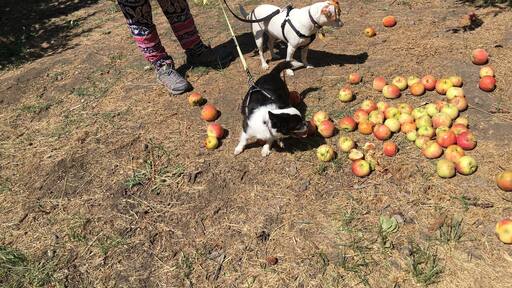 Free food me and Roxy organic apples 🍎🍎🍎