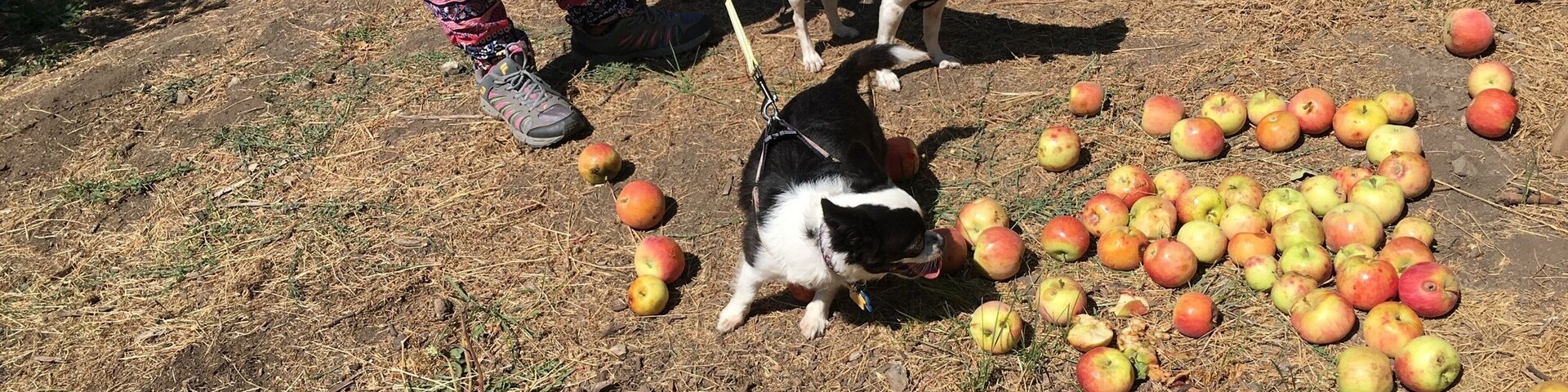 Free food me and Roxy organic apples 🍎🍎🍎