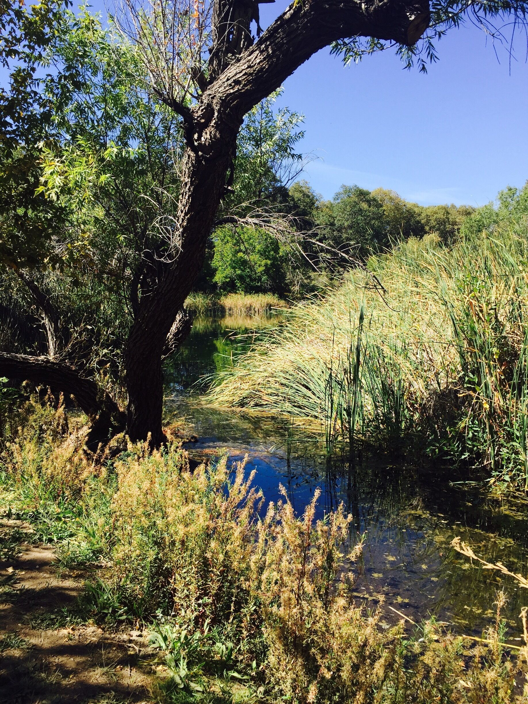 Less than one hour from Palm Springs. Cool, well groomed trails
