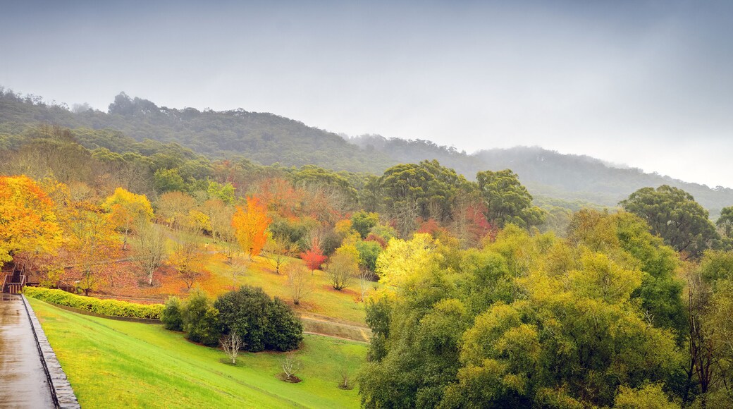 Panorama of autumn trees