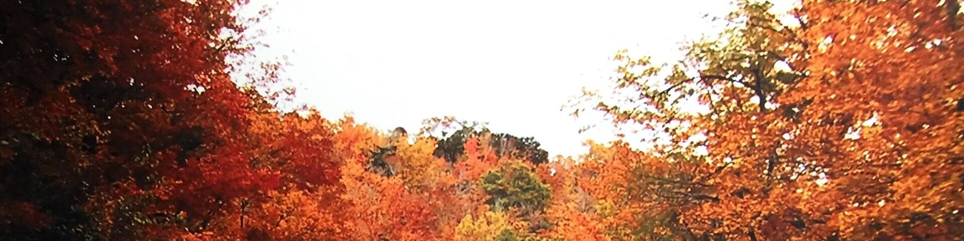 Just drive along the main road through the Gatineau provincial park in the fall and you won’t find more beautiful foliage