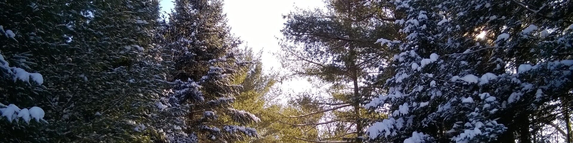 A snow-covered forest path with tall evergreen trees and a clear sky.