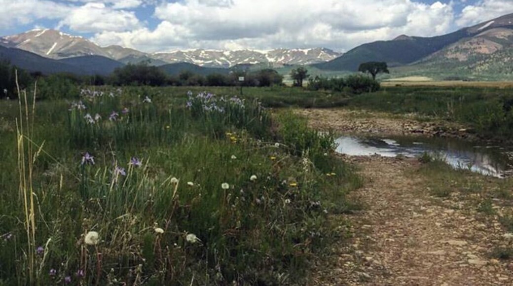 #exploring #Colorado & #wildflowers in #summer near #tarryall #creek #mountains #sky on our way to Leadville