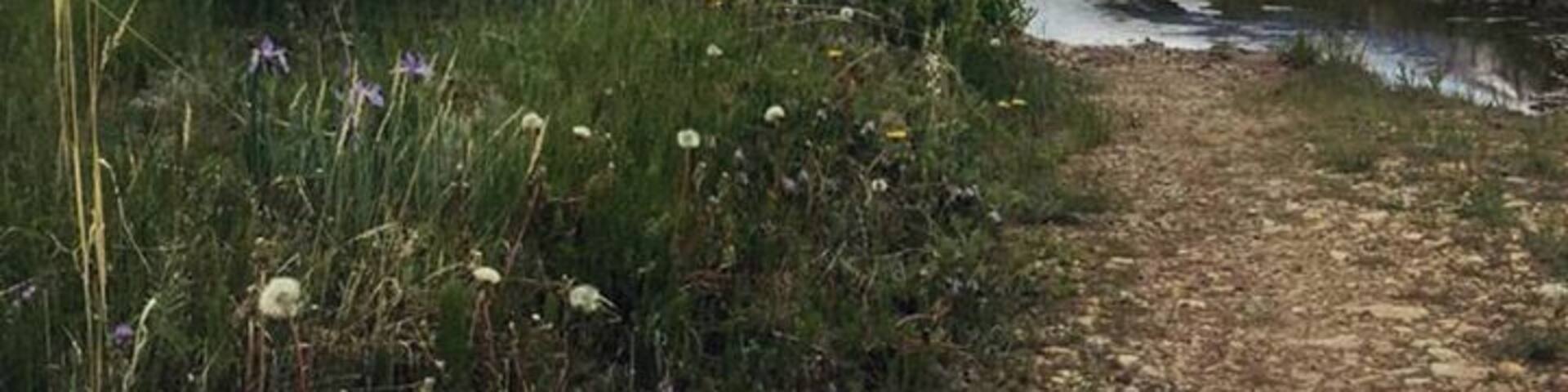 #exploring #Colorado & #wildflowers in #summer near #tarryall #creek #mountains #sky on our way to Leadville
