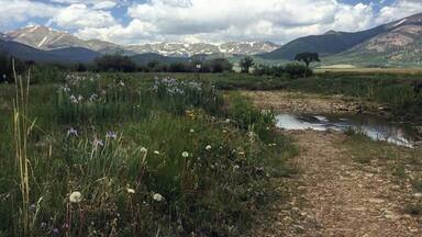 #exploring #Colorado & #wildflowers in #summer near #tarryall #creek #mountains #sky on our way to Leadville