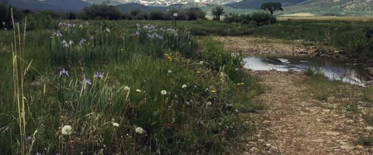 A mountainous landscape with a stream, wildflowers, and a clear sky.