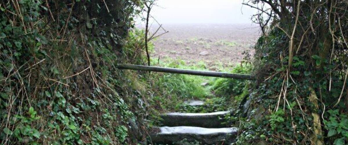 A narrow stone staircase surrounded by dense vegetation.
