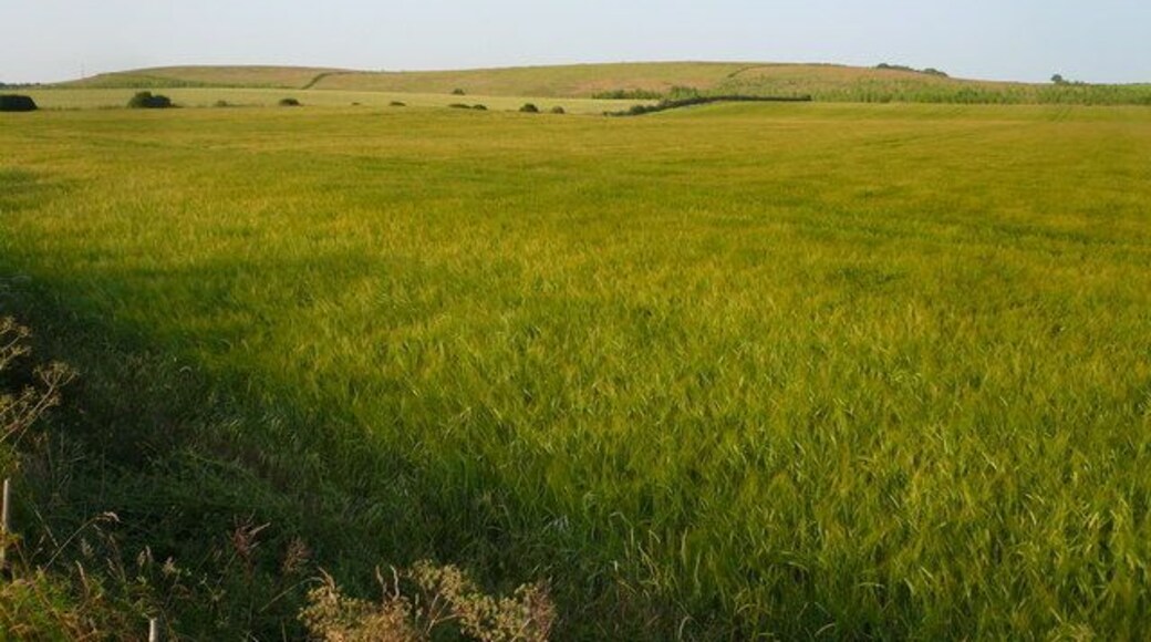 Bridleway View - Field of Barley
