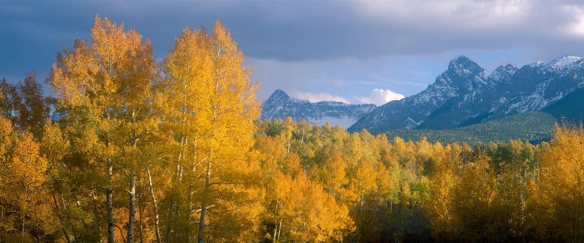 A forest with autumn-colored trees and snow-capped mountains in the background.