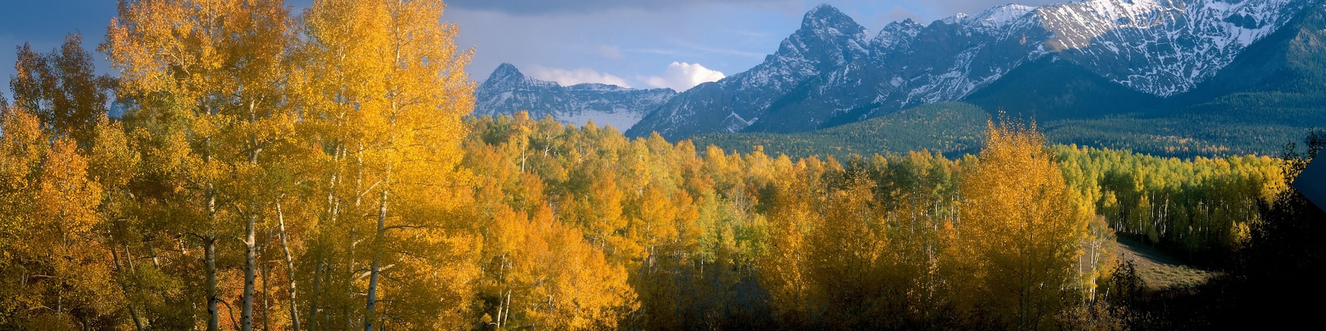 A forest with autumn-colored trees and snow-capped mountains in the background.