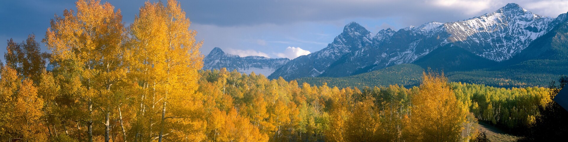 Un bosque con árboles de colores otoñales y montañas nevadas al fondo.