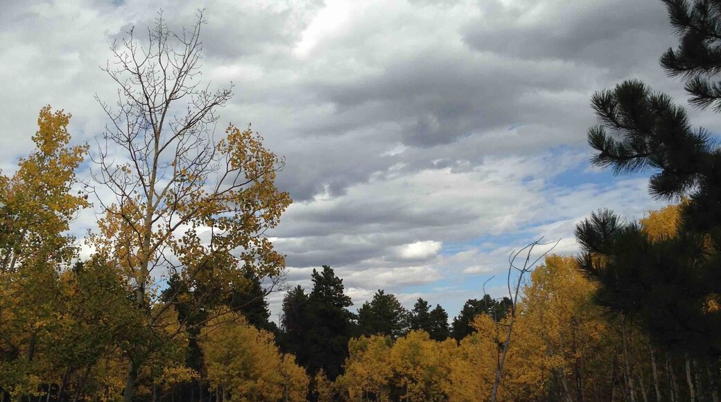 A marvelous autumn drive near Conifer, CO. So much color; a magical place.
