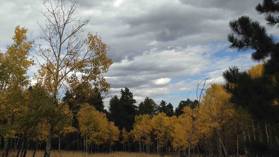 A marvelous autumn drive near Conifer, CO. So much color; a magical place.