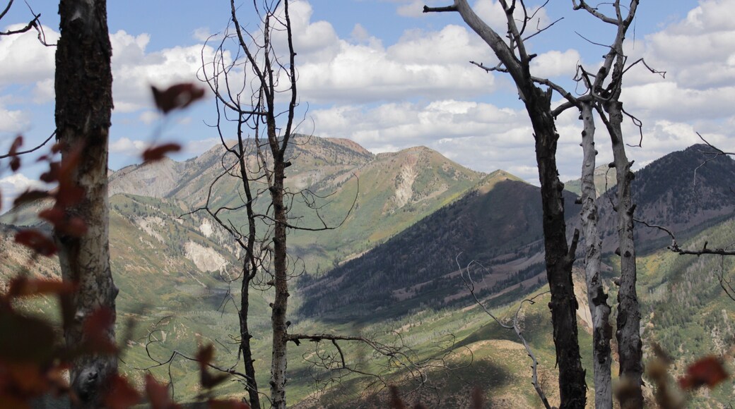 Reminiscing on my 2019 Elk Hunt