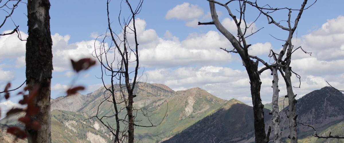 Reminiscing on my 2019 Elk Hunt