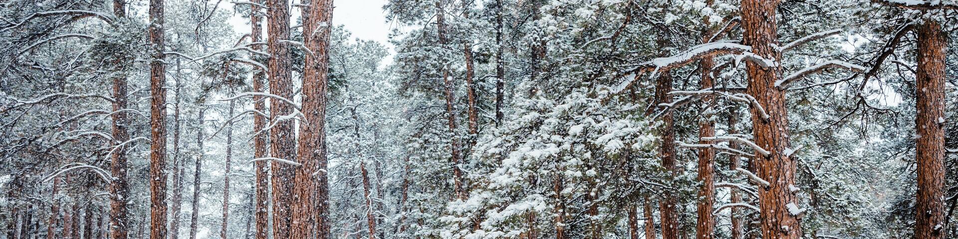 Tall Pine Tree Forest Covered in Falling Snow in Colorado