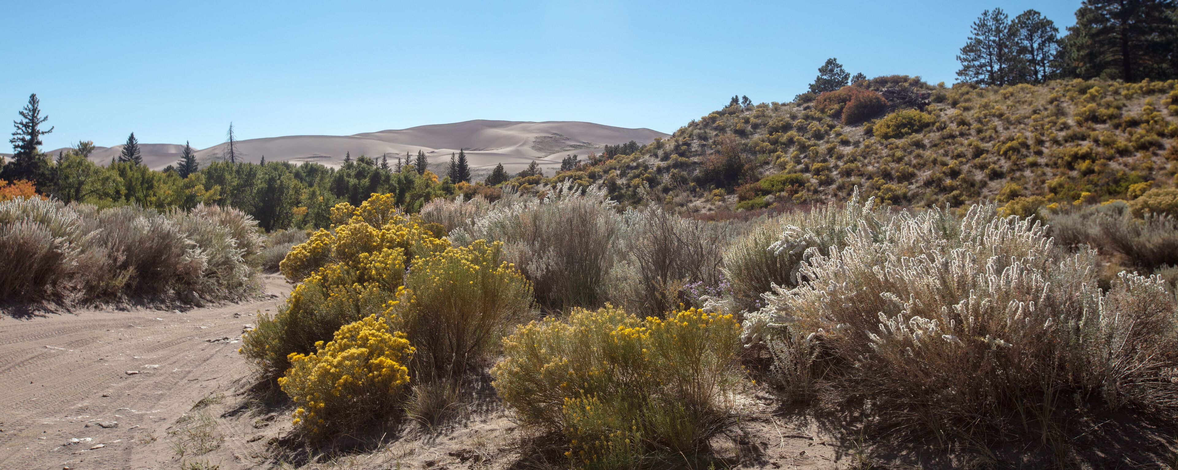 A desert landscape with sand dunes, yellow flowering bushes, and sparse vegetation.