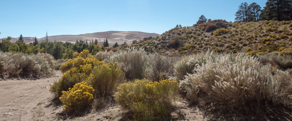 A desert landscape with sand dunes, yellow flowering bushes, and sparse vegetation.