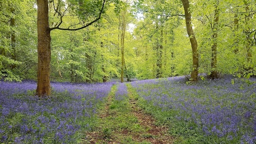 Bluebell Woods