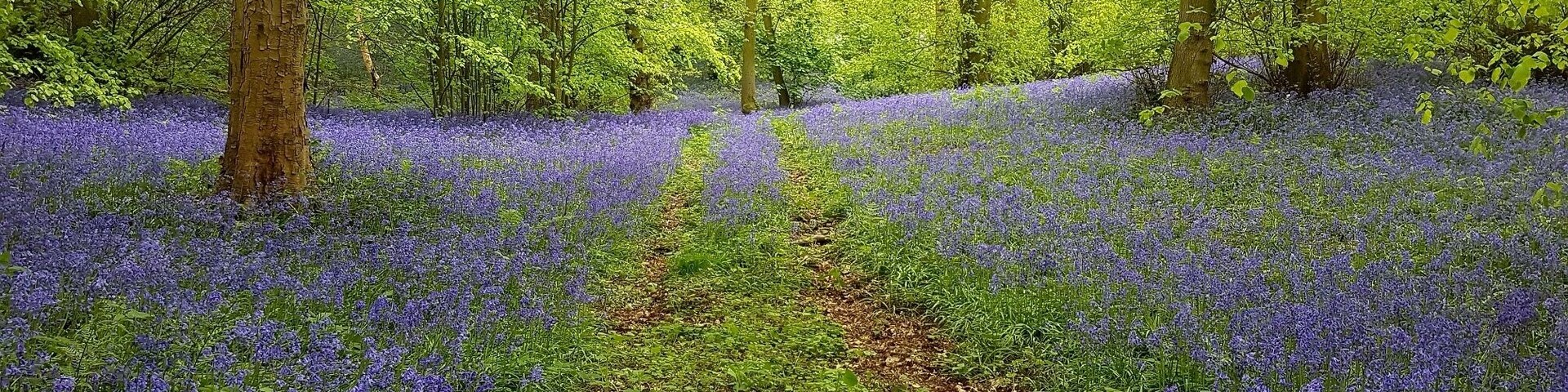 Bluebell Woods
