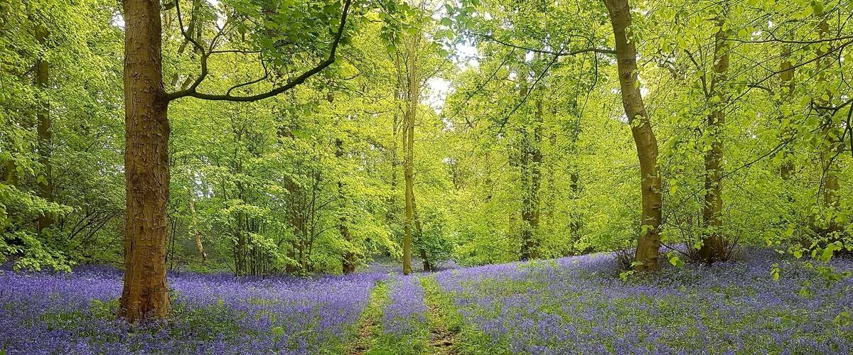 A forest path with a carpet of blue flowers.