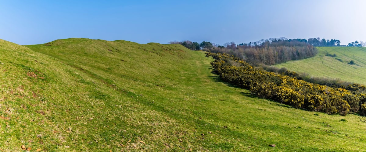 Rolling green hills with a line of yellow flowering bushes.