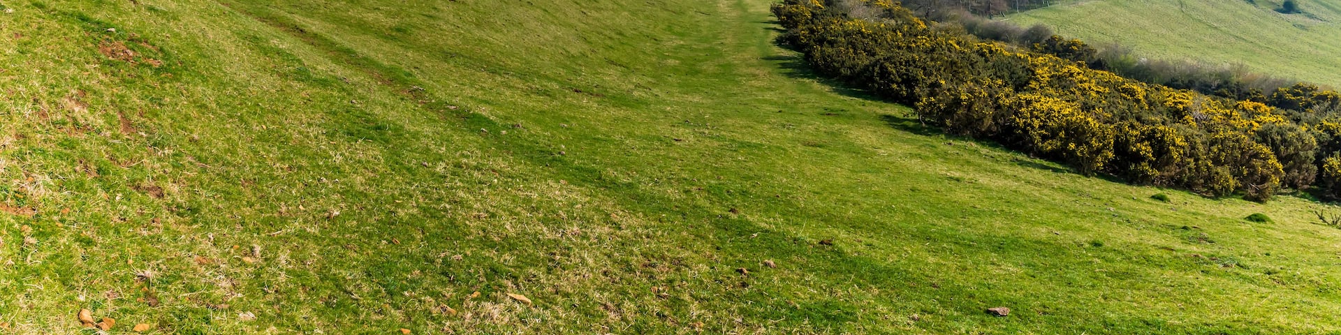 Rolling green hills with a line of yellow flowering bushes.