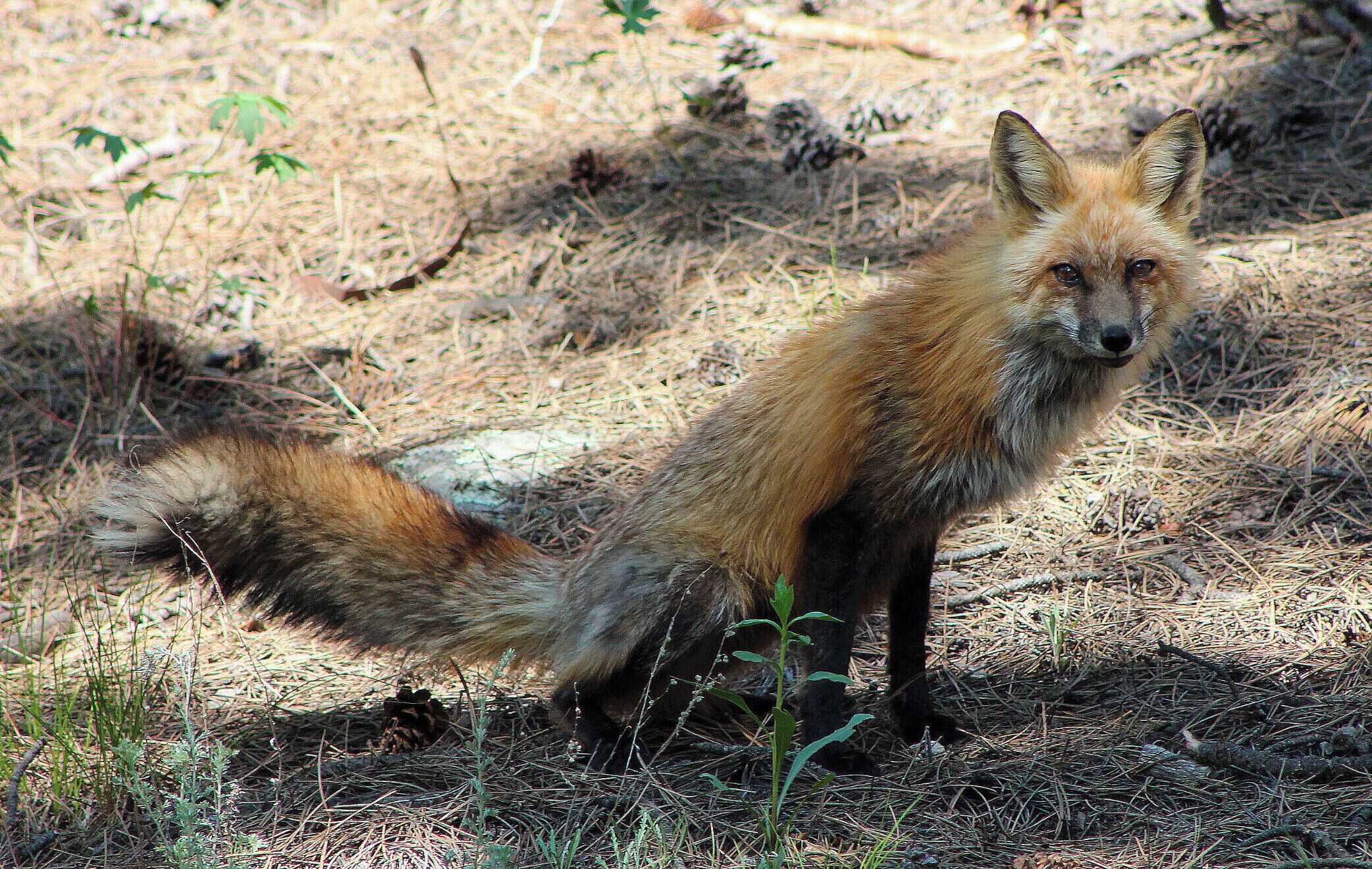 This red fox came trotting out of the woods as I sat on the deck of my cabin in Glen Haven, Colorado. He sat there posing for pictures for almost five minutes. This is the first fox I've ever seen so I was pretty excited. #Wildlife #red #GreatOutdoors