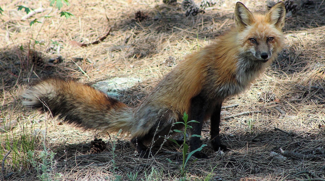 This red fox came trotting out of the woods as I sat on the deck of my cabin in Glen Haven, Colorado. He sat there posing for pictures for almost five minutes. This is the first fox I've ever seen so I was pretty excited. #Wildlife #red #GreatOutdoors