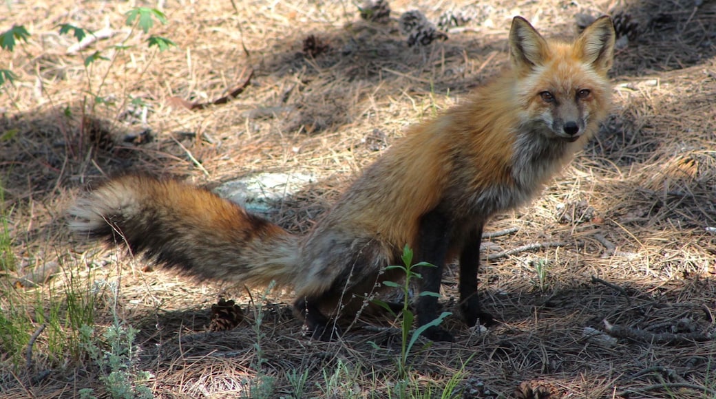 A red fox visiting my cabin near Glen Haven General Store