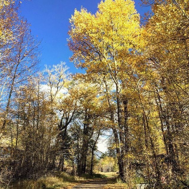 I love #fall #autumn in #colorado yay #yellow #leaves #🍂 #🍁 #nofilter